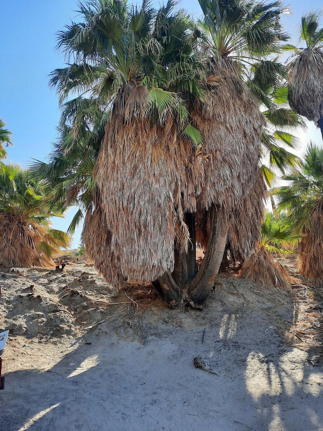 Recommended 4WD Tour in CA: San Andreas Fault Offroad Tour