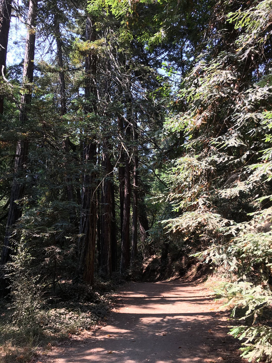 Get Relexed in Joaquin Miller Park