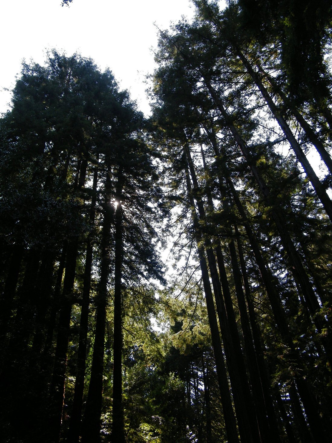 Get Relexed in Joaquin Miller Park