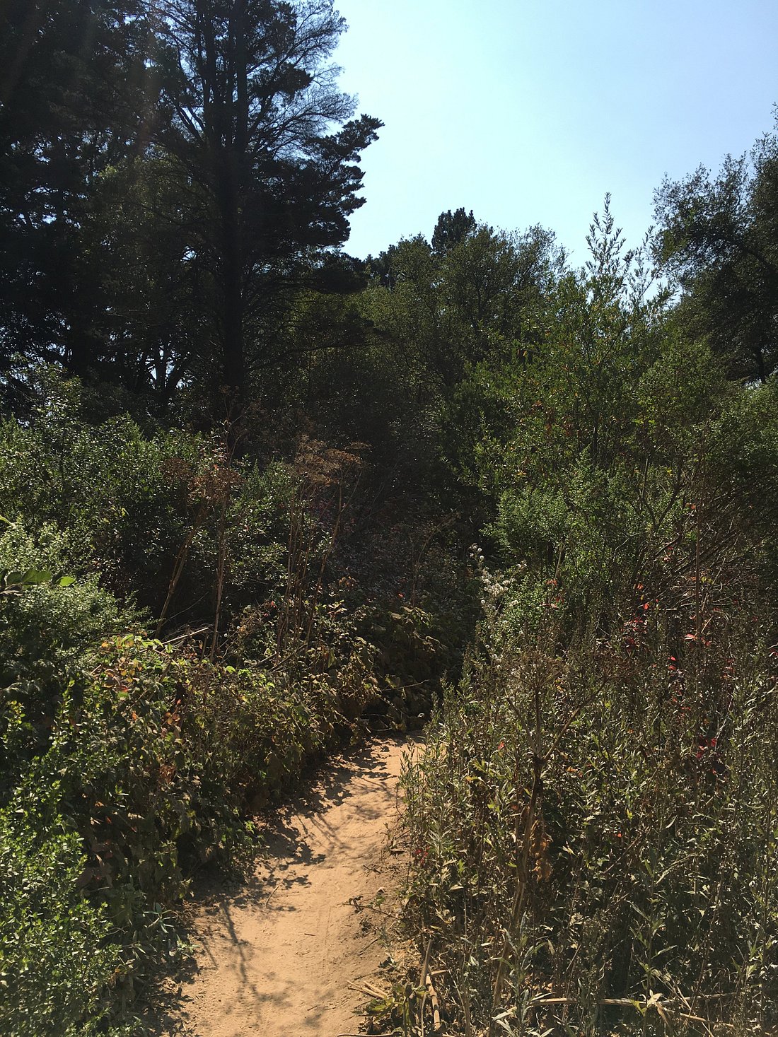 Get Relexed in Joaquin Miller Park