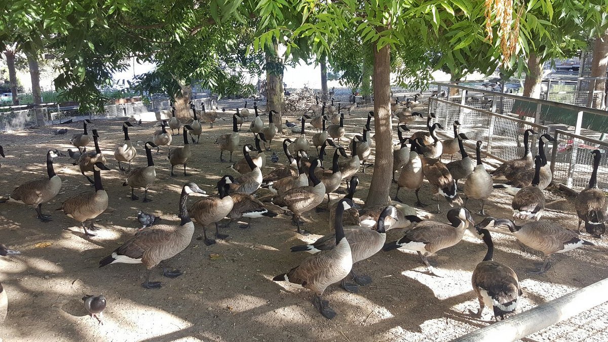 Lake Merritt: A Diamond for the City of Oakland.