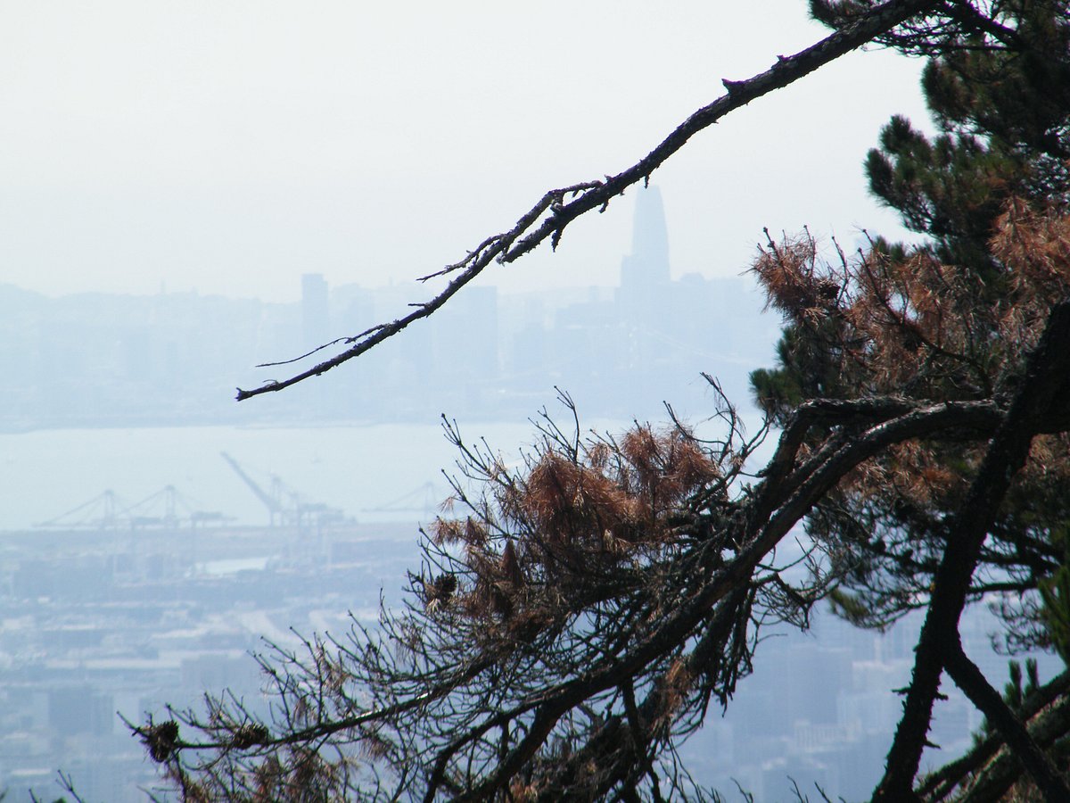 Get Relexed in Joaquin Miller Park