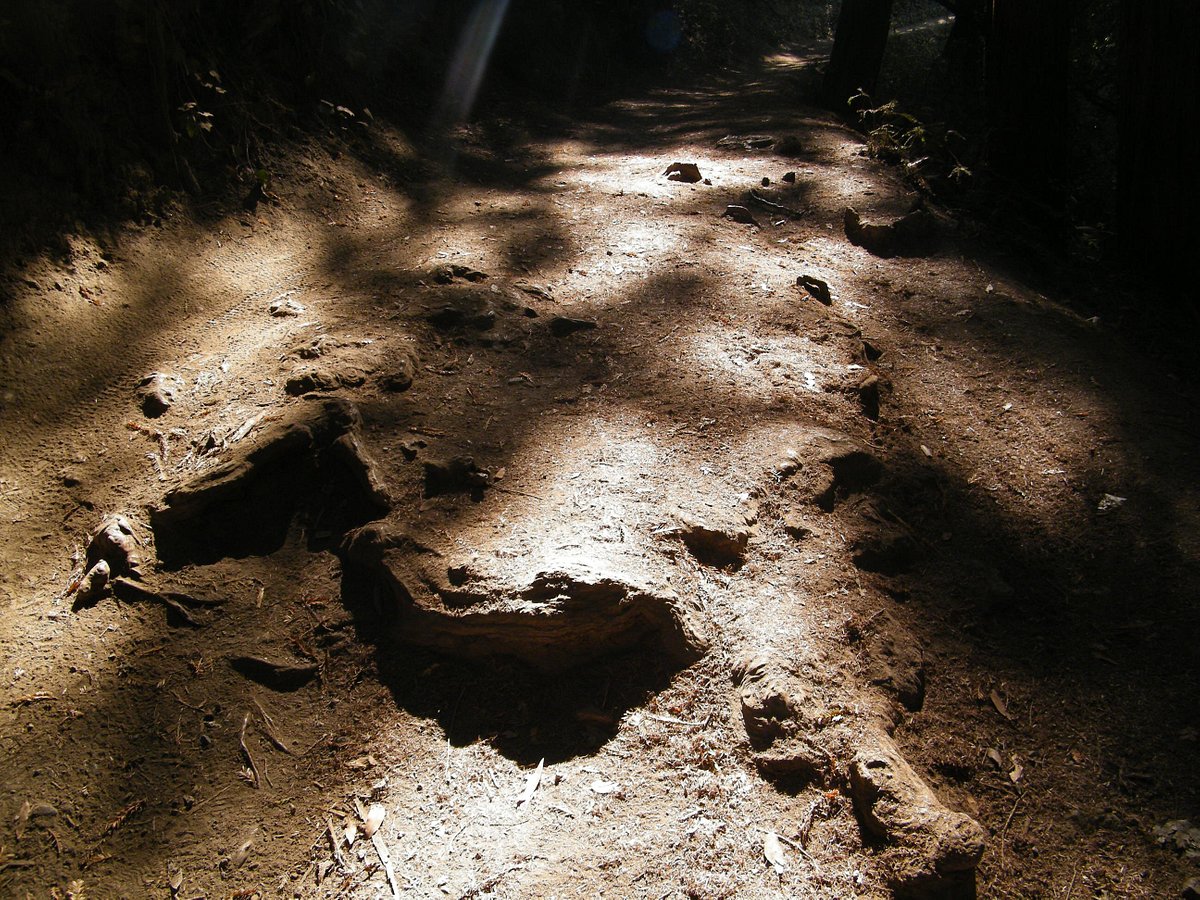 Get Relexed in Joaquin Miller Park