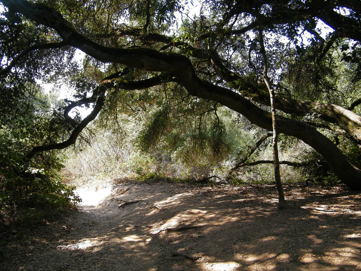 Get Relexed in Joaquin Miller Park