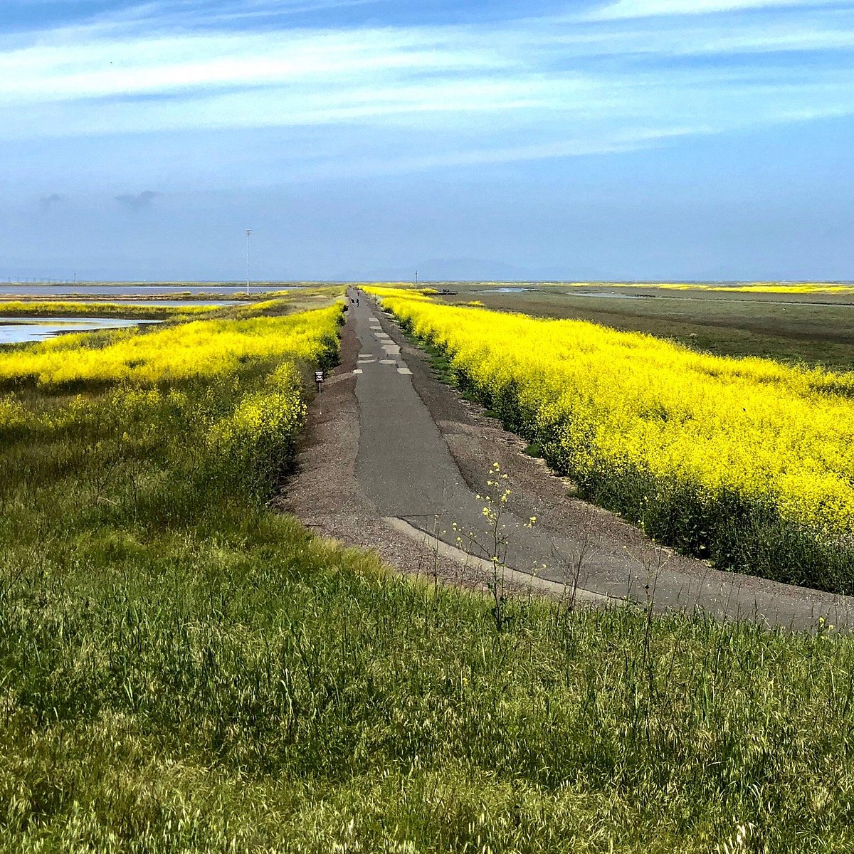 Coyote Hills Regional Park: Exploring Fremont's Hidden Gem