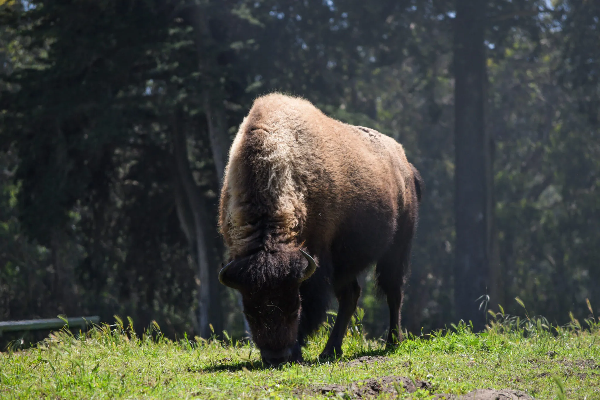 Golden Gate Park Day Trip – San Francisco