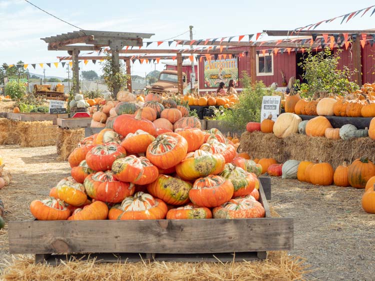 Half Moon Bay’s Top Attractions, Activities & Drives!