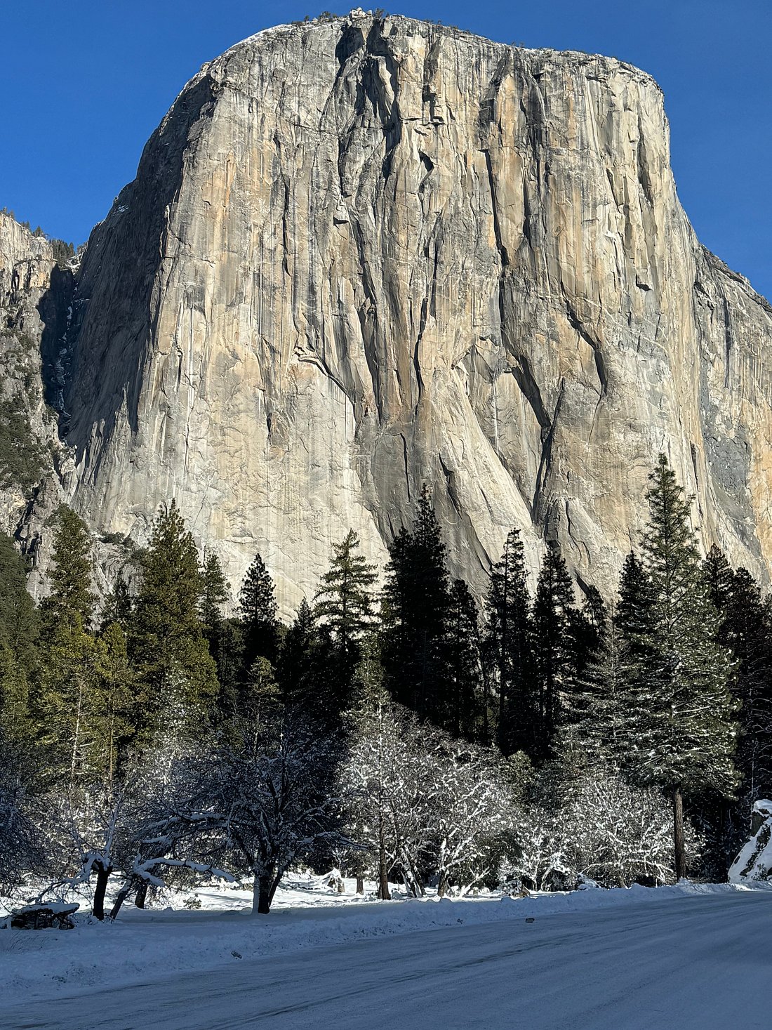 My Great Day Trip to Yosemite and Giant Sequoias