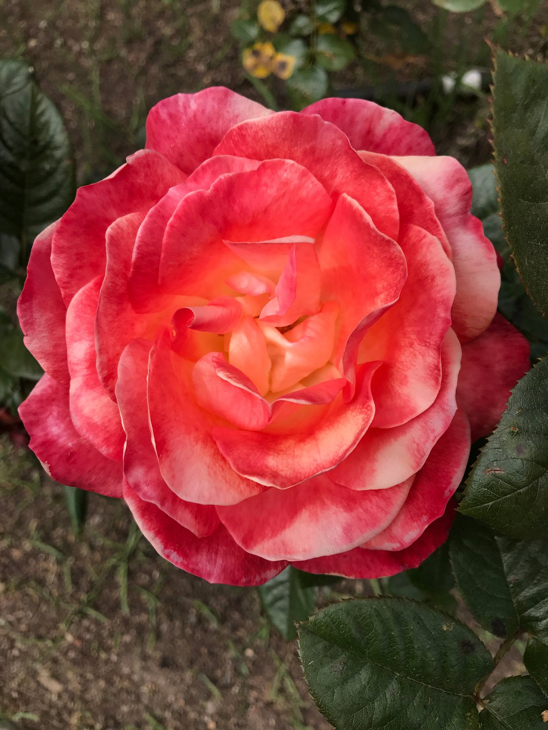 Hidden Gem in Oakland: Enjoy the Joy of Flowers in Morcom Amphitheater of Roses
