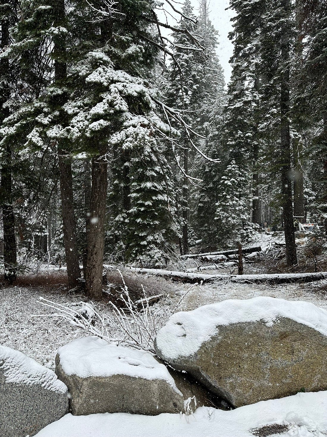 My Great Day Trip to Yosemite and Giant Sequoias