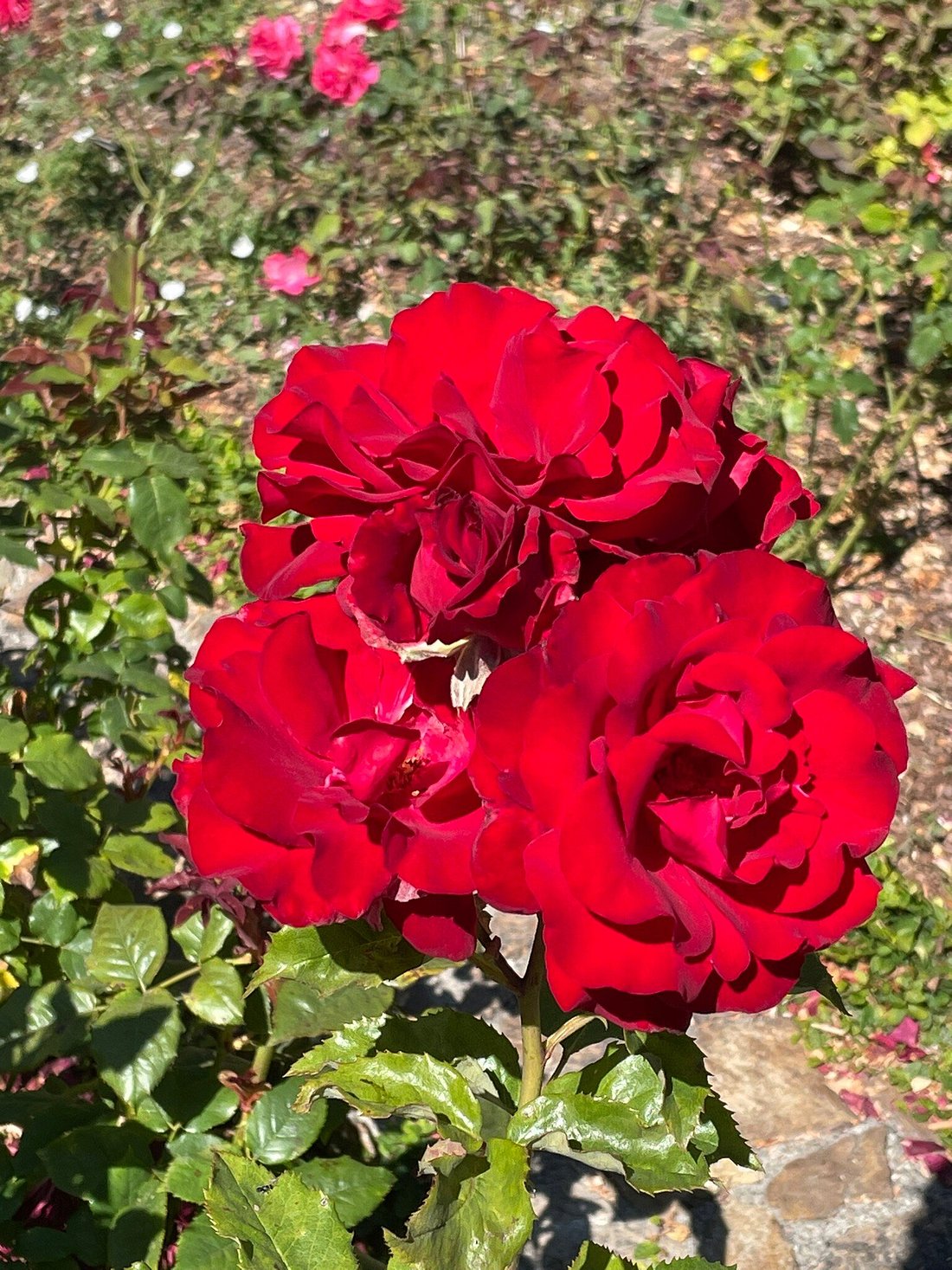 Hidden Gem in Oakland: Enjoy the Joy of Flowers in Morcom Amphitheater of Roses
