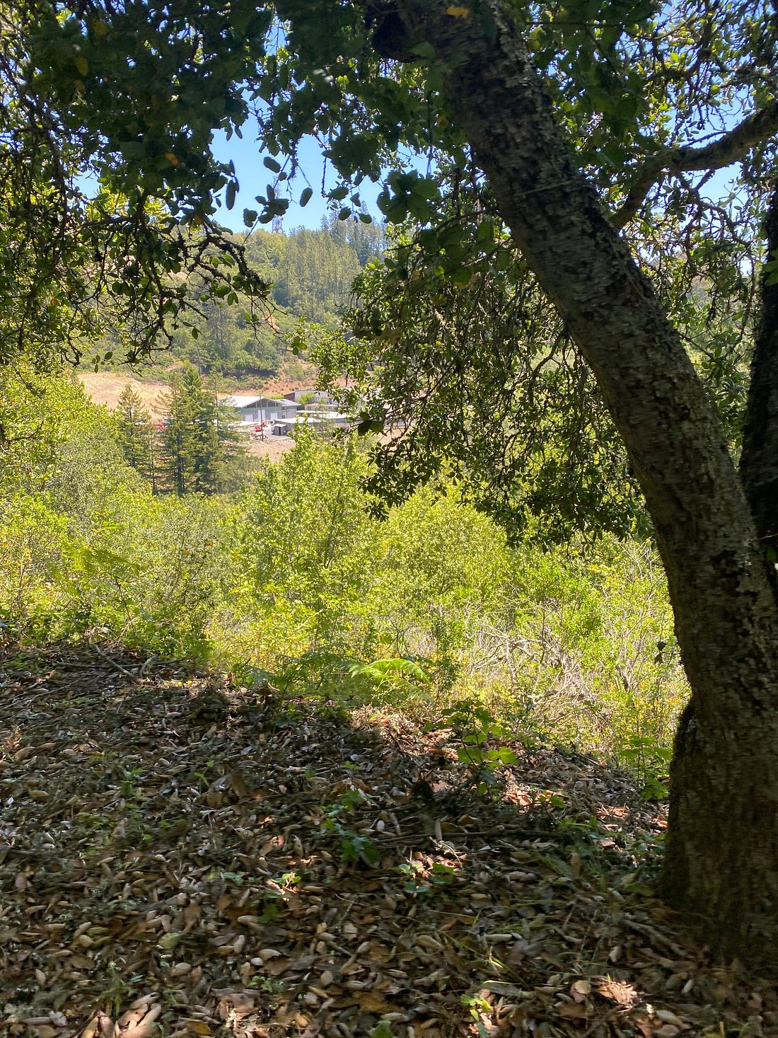 Great Hidden Gem in Berkeley: Tilden Regional Park