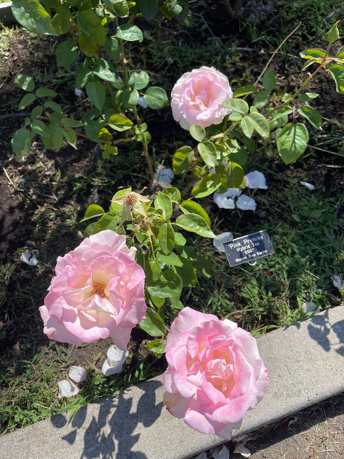 Hidden Gem in Oakland: Enjoy the Joy of Flowers in Morcom Amphitheater of Roses