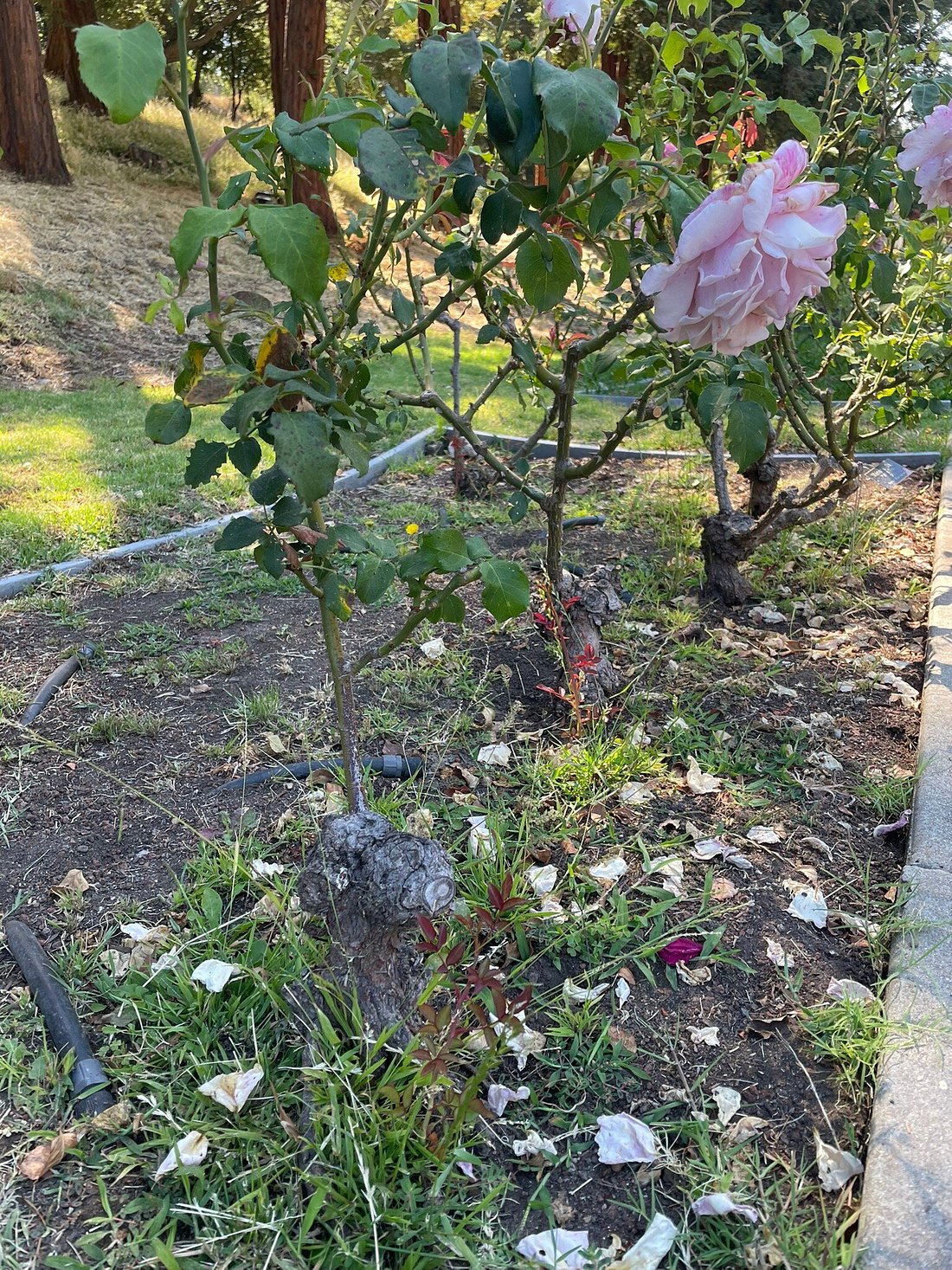 Hidden Gem in Oakland: Enjoy the Joy of Flowers in Morcom Amphitheater of Roses