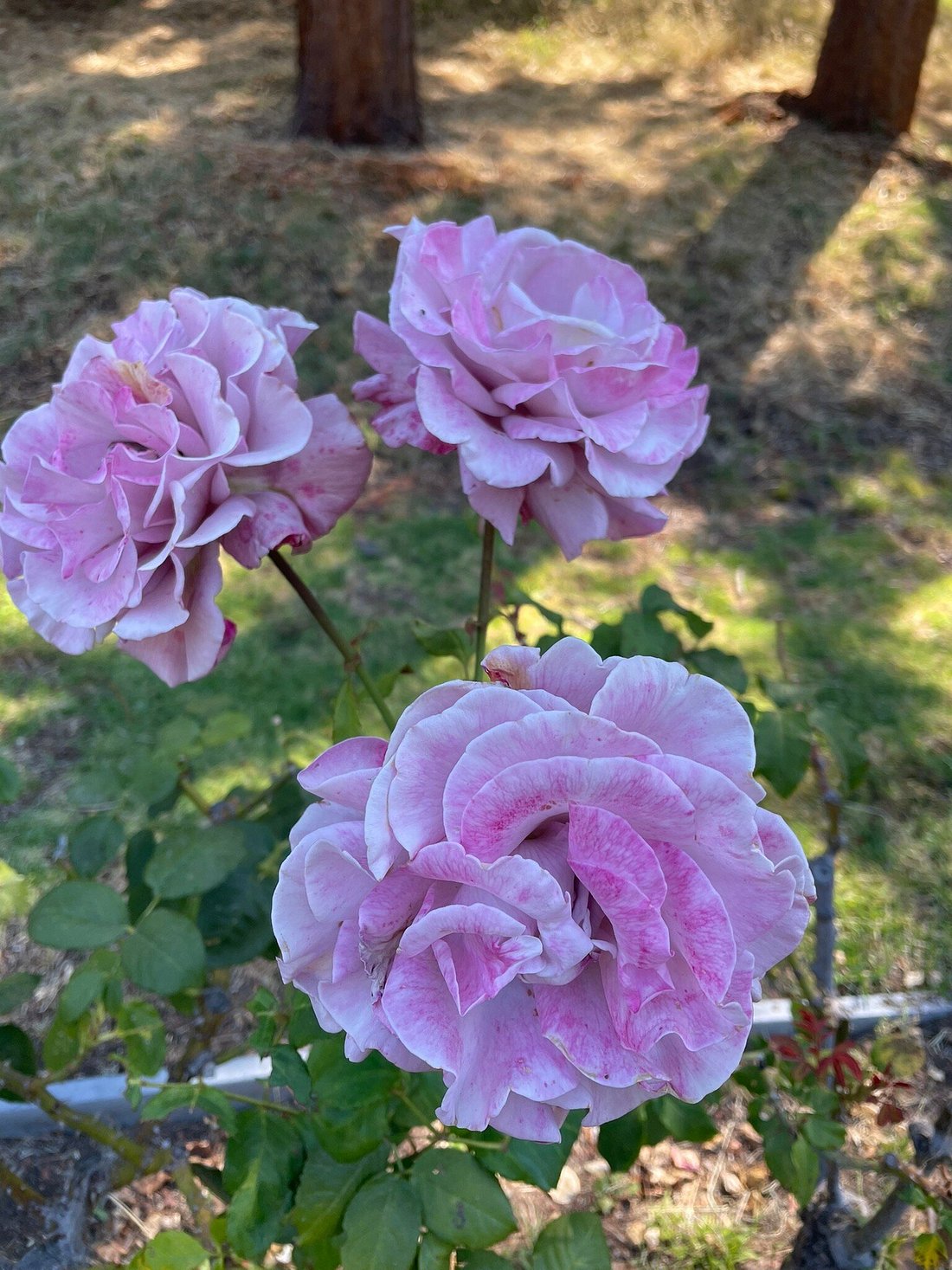 Hidden Gem in Oakland: Enjoy the Joy of Flowers in Morcom Amphitheater of Roses