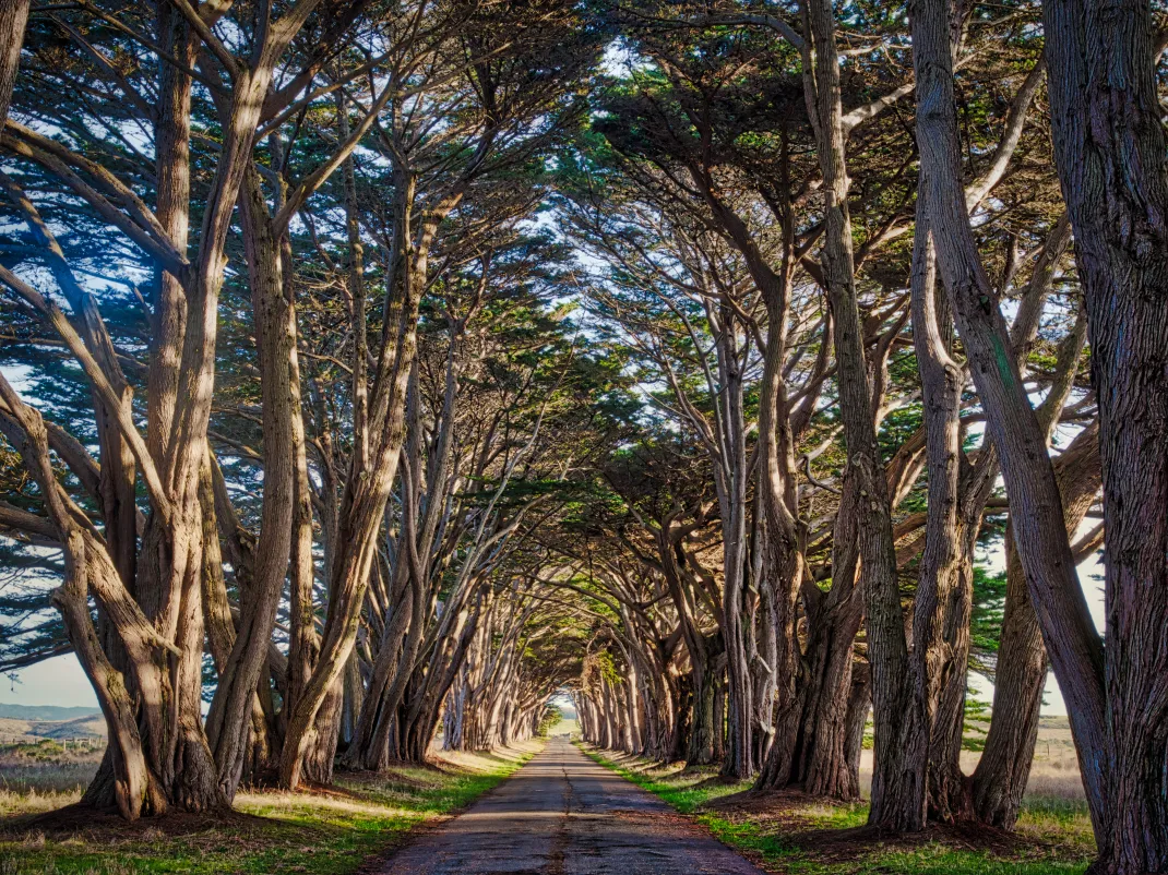 Time To Go to Cypress Tree Tunnel in Point Reyes National Seashore