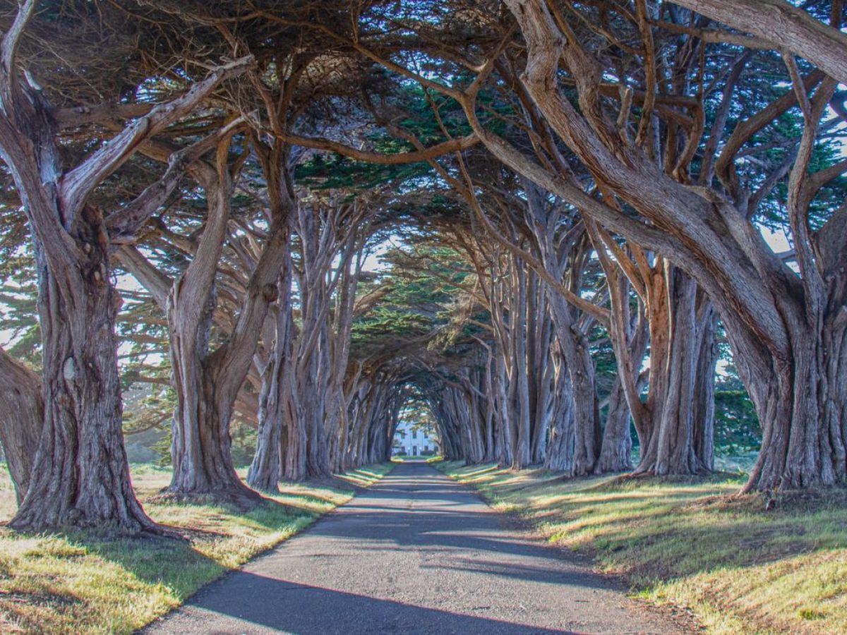 Time To Go to Cypress Tree Tunnel in Point Reyes National Seashore