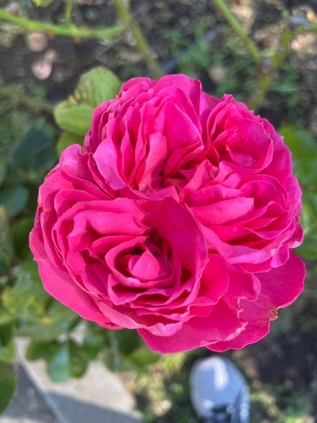 Hidden Gem in Oakland: Enjoy the Joy of Flowers in Morcom Amphitheater of Roses