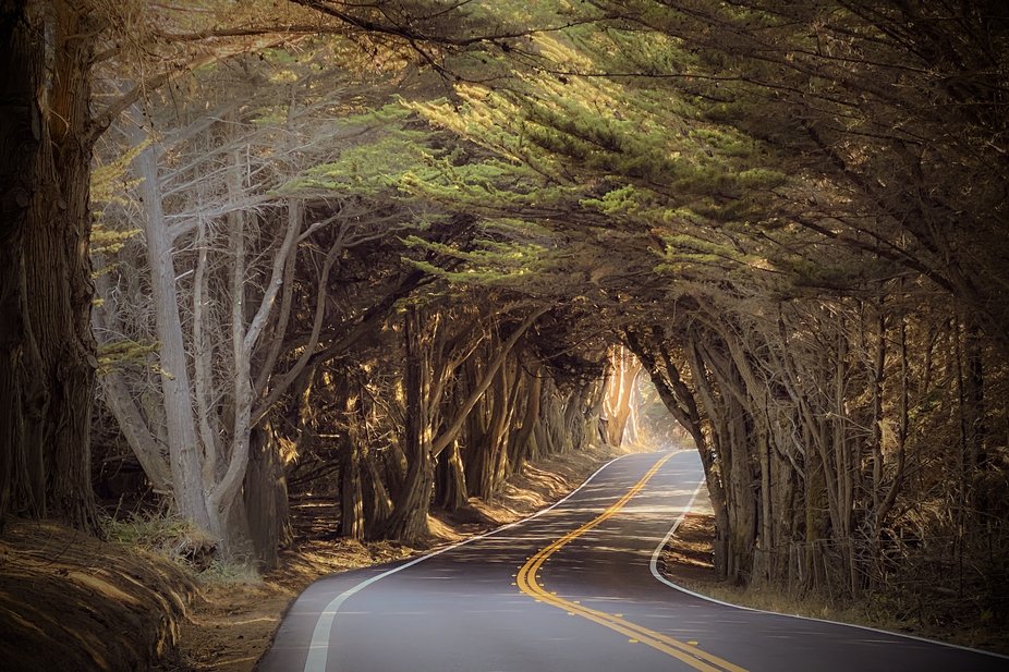 Time To Go to Cypress Tree Tunnel in Point Reyes National Seashore