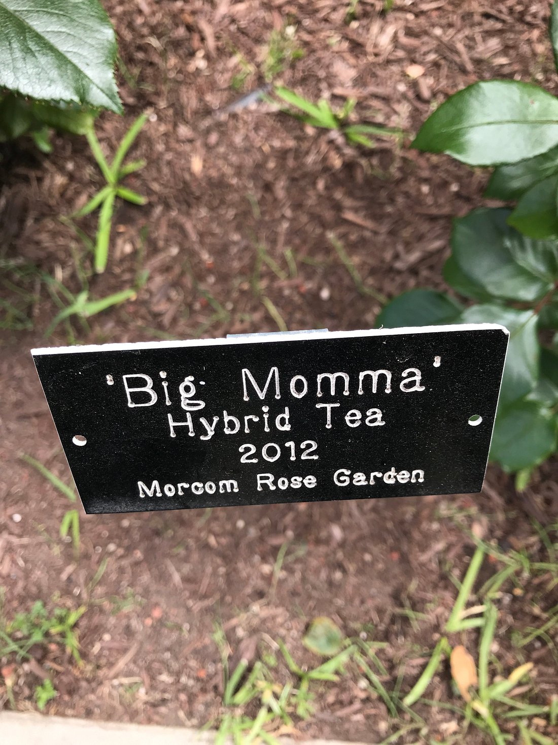 Hidden Gem in Oakland: Enjoy the Joy of Flowers in Morcom Amphitheater of Roses