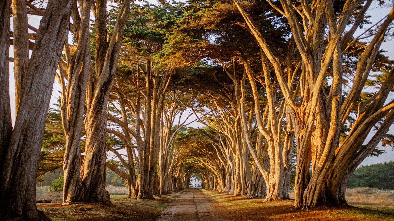 Time To Go to Cypress Tree Tunnel in Point Reyes National Seashore