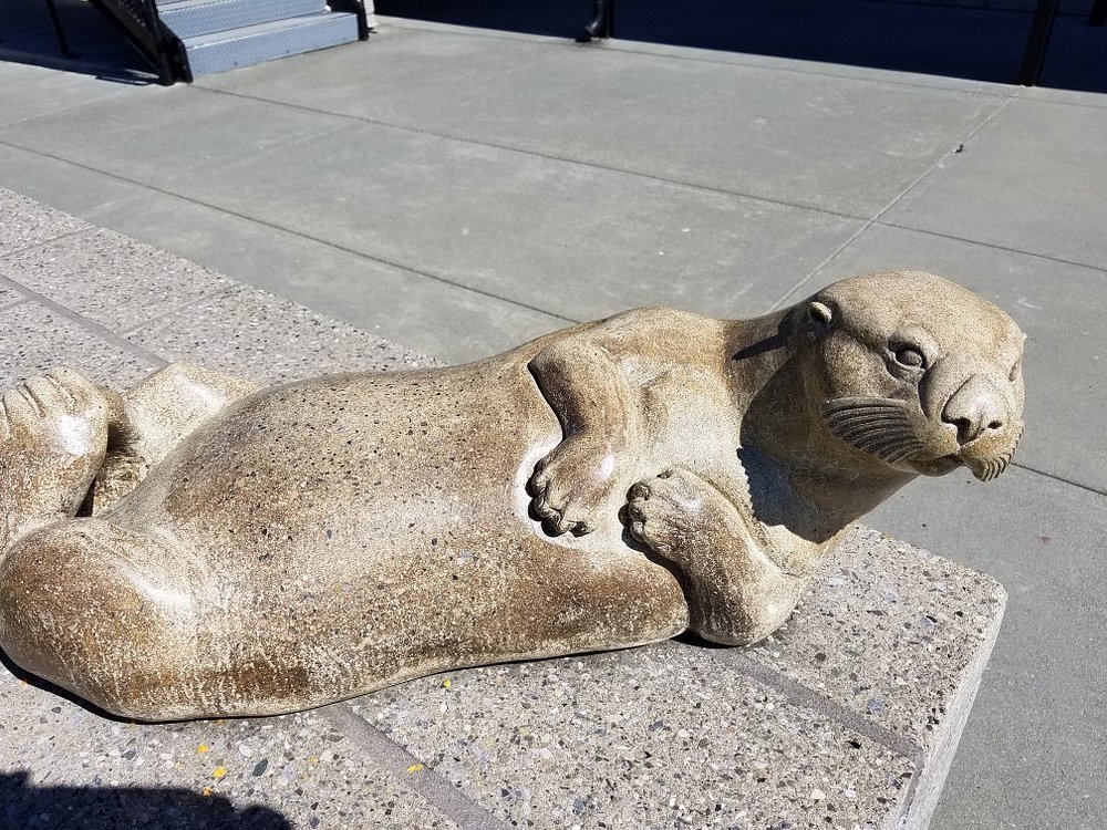 Marine Mammal Center: It's great to help the marine life up and down the coast