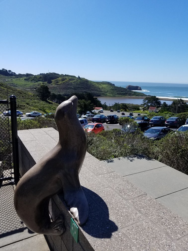 Marine Mammal Center: It's great to help the marine life up and down the coast
