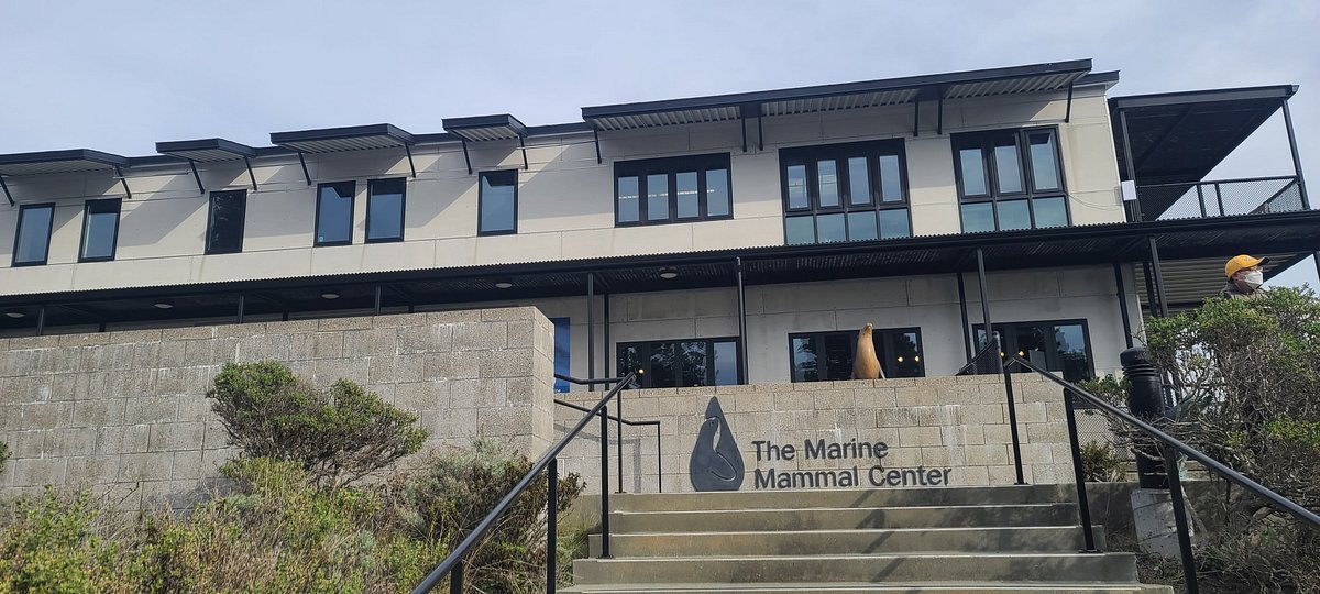 Marine Mammal Center: It's great to help the marine life up and down the coast