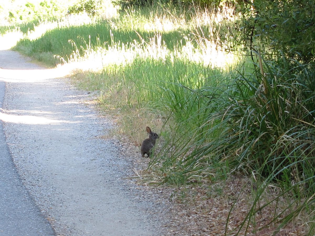 Nice Scenic Walk on Sawyer Camp Trail