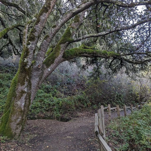 The San Francisco Peninsula: Remarkable, Diverse and Interesting