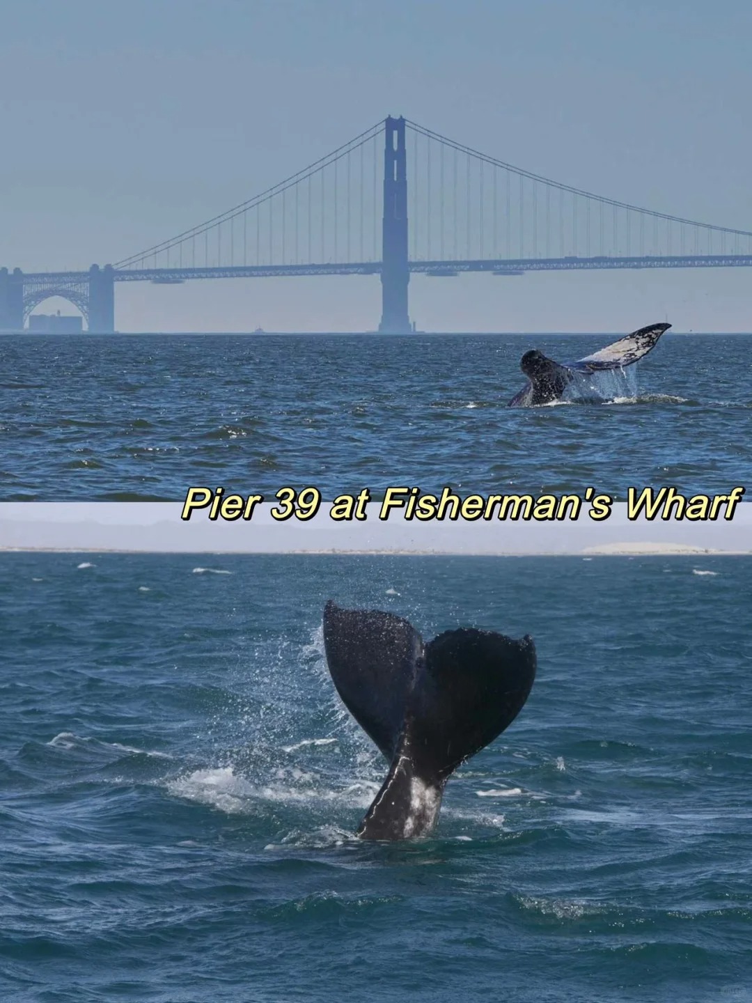  A Big List for Places to See Gray Whales 🐋 