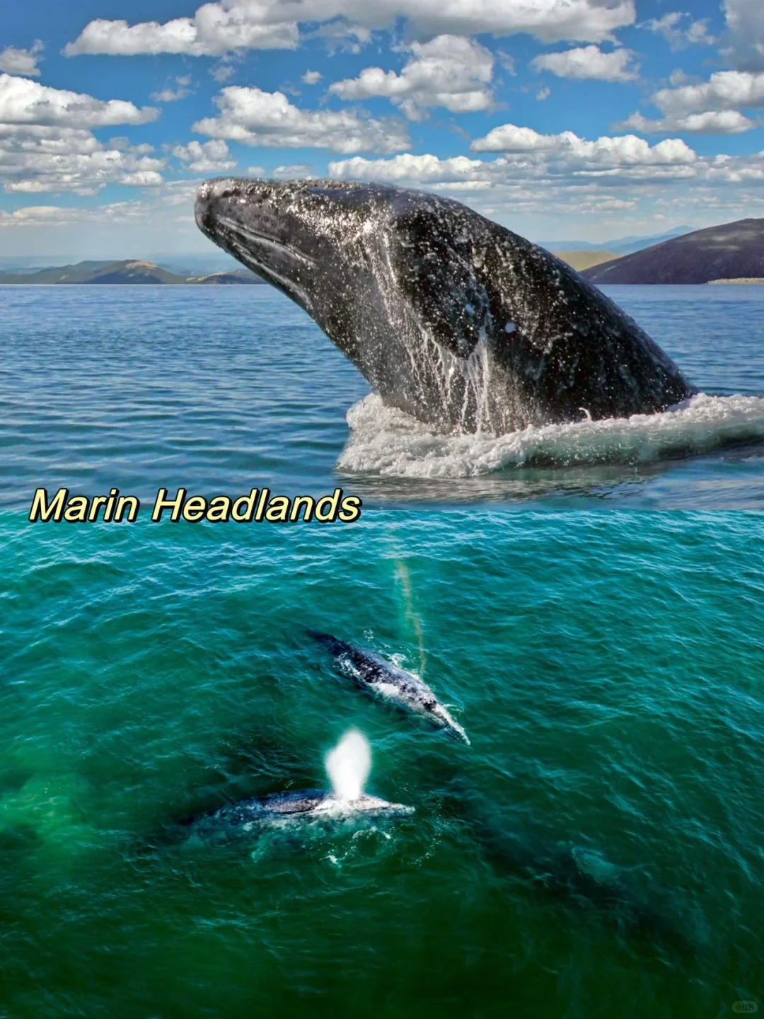  A Big List for Places to See Gray Whales 🐋 