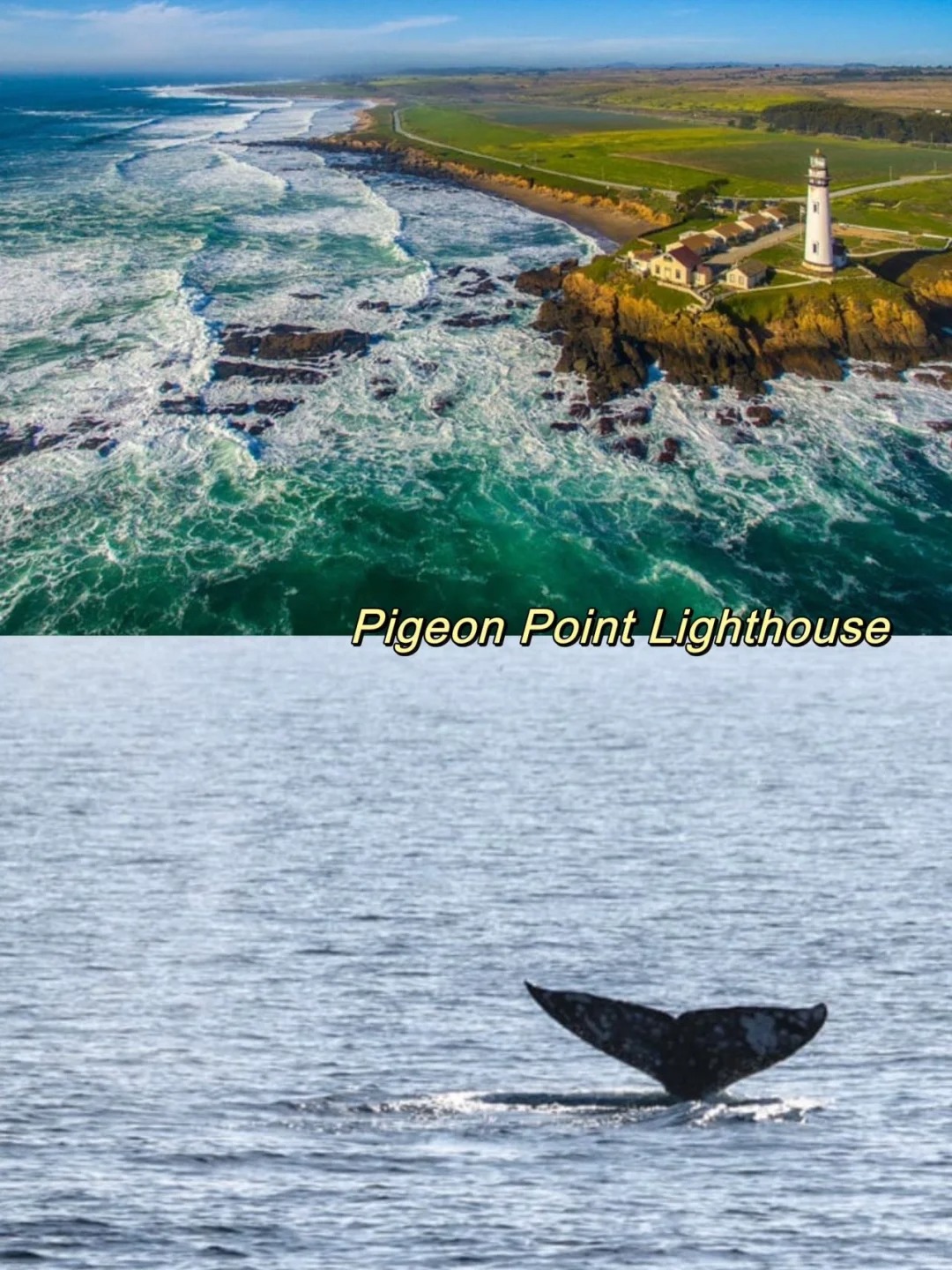  A Big List for Places to See Gray Whales 🐋 