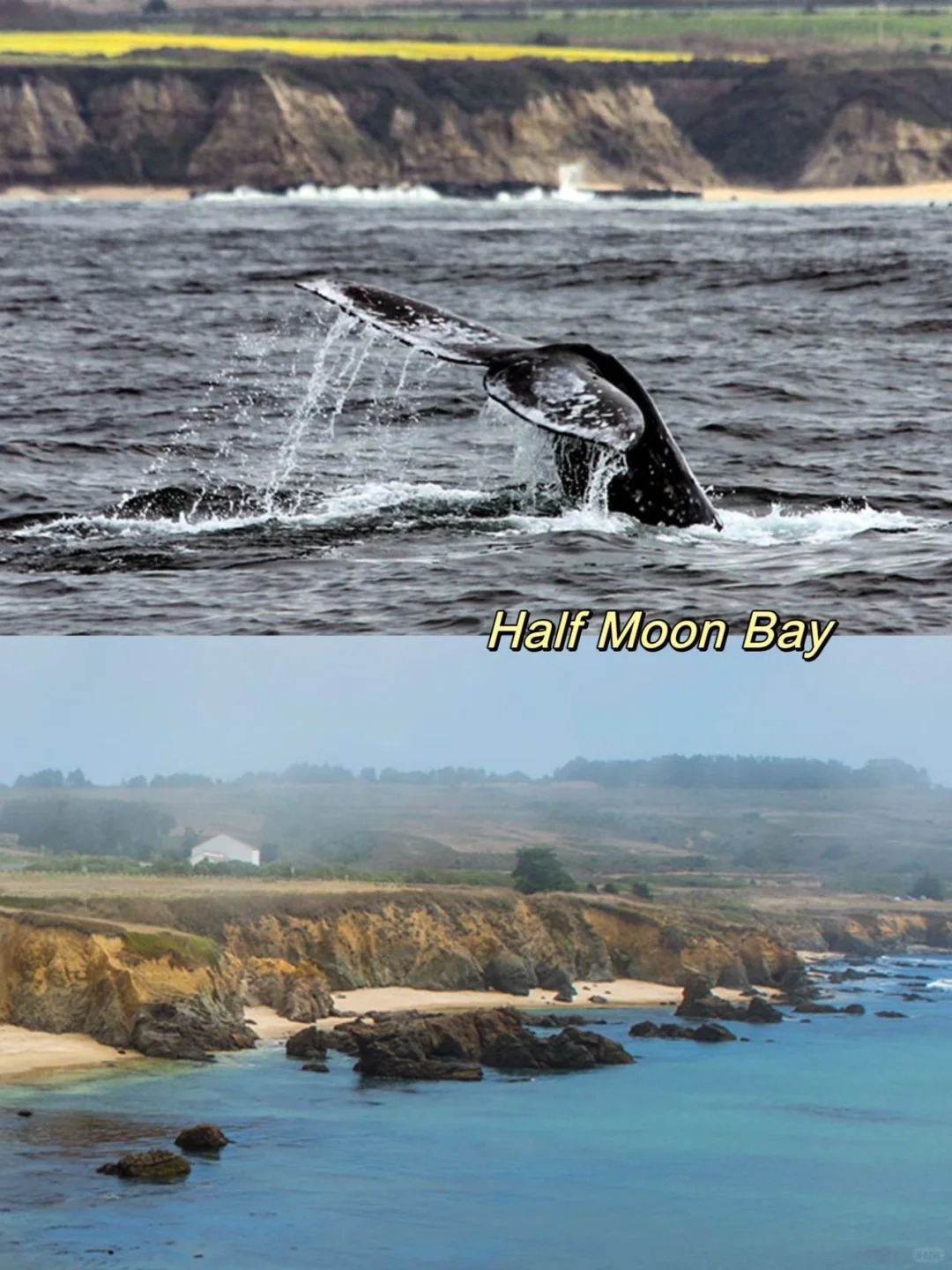  A Big List for Places to See Gray Whales 🐋 