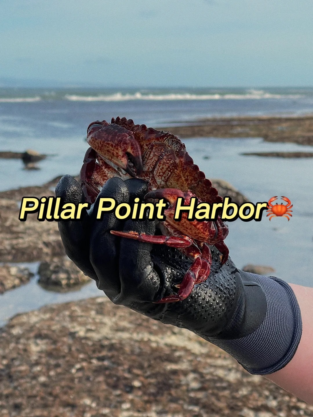 Where to go in the Bay Area on weekends｜Pillar Point Harbor
