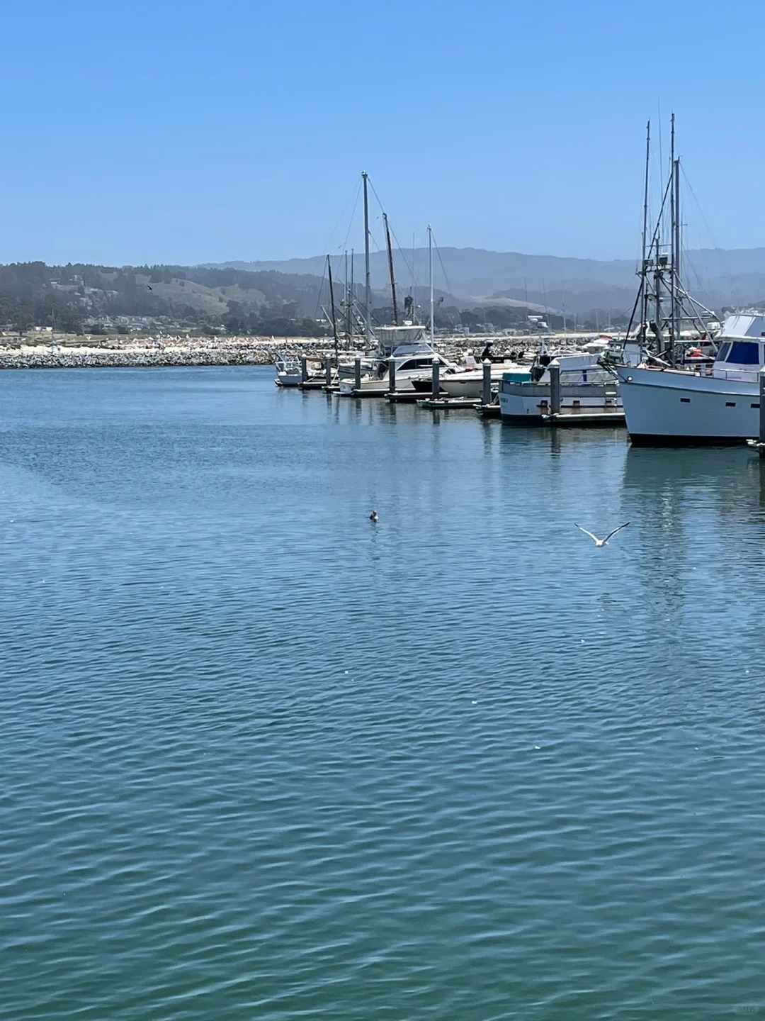 Fresh Seafood Guide in Half Moon Bay!