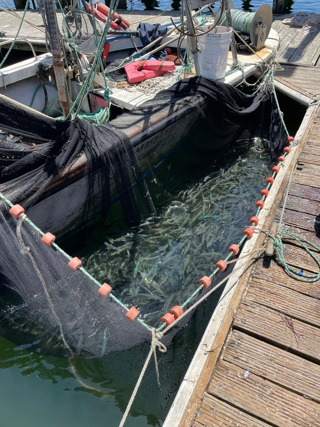 Fresh Seafood Guide in Half Moon Bay!