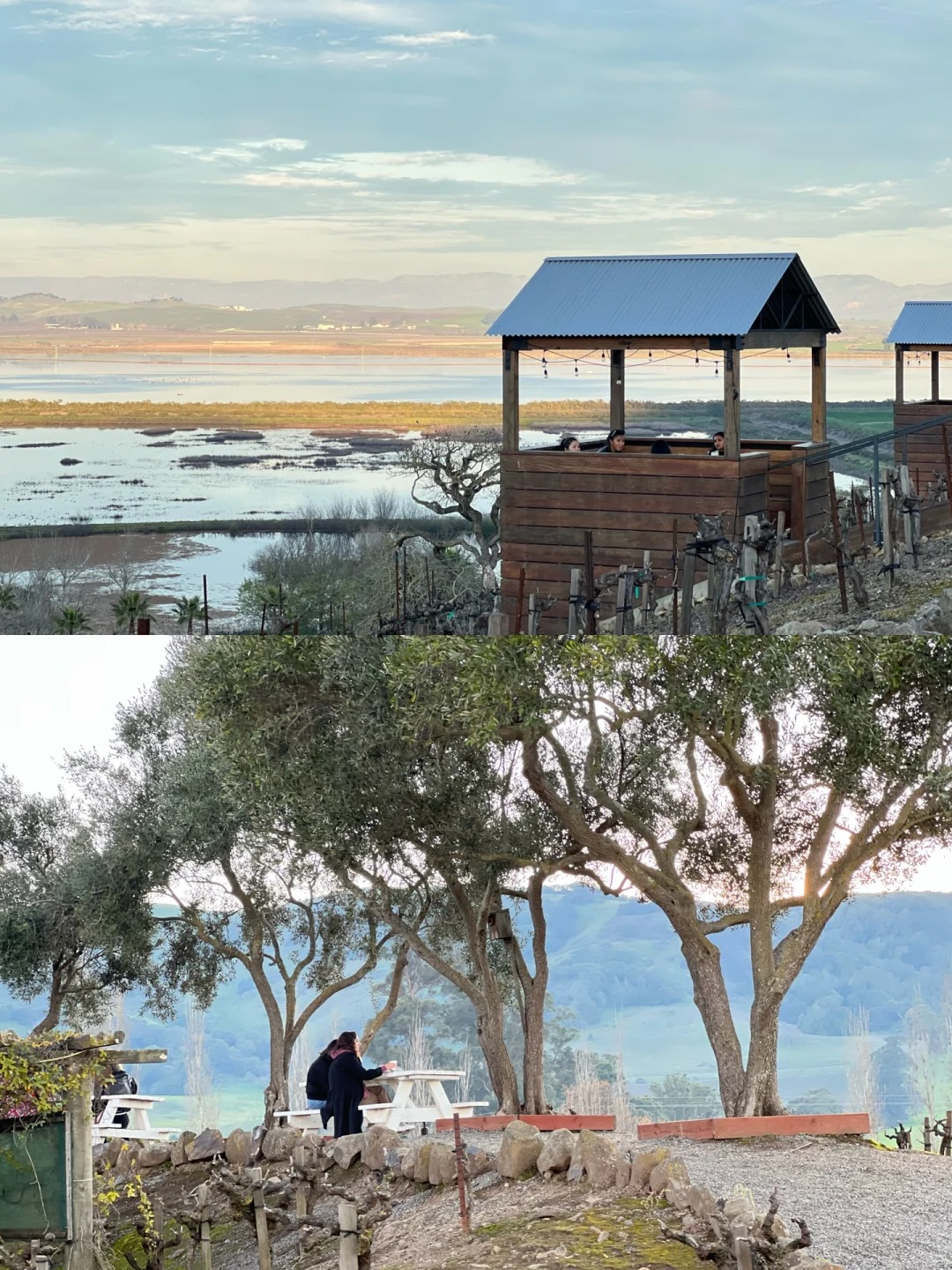 Sonoma's Best Wineries: A Cinematic Wine Experience 🍷
