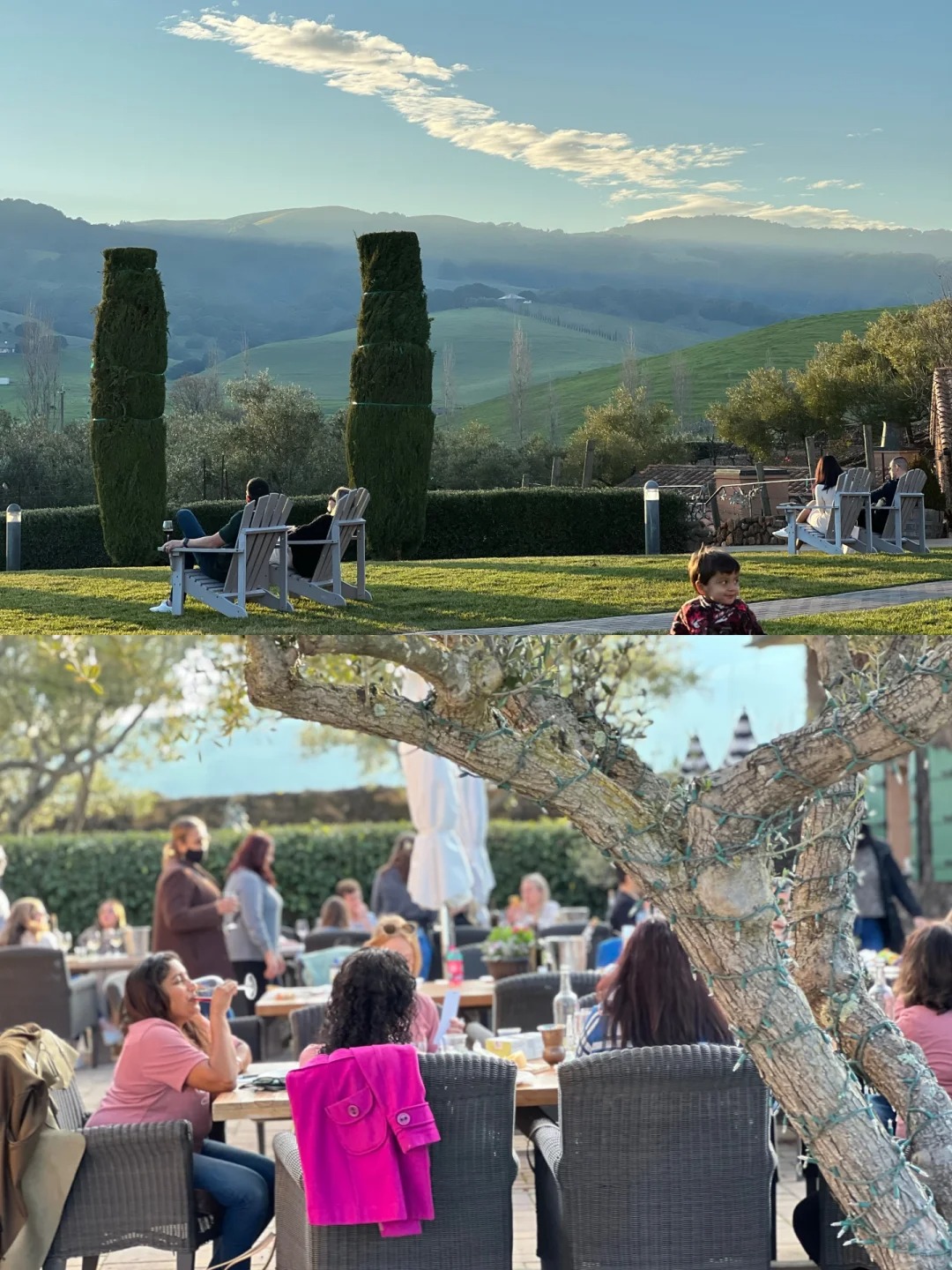 Sonoma's Best Wineries: A Cinematic Wine Experience 🍷
