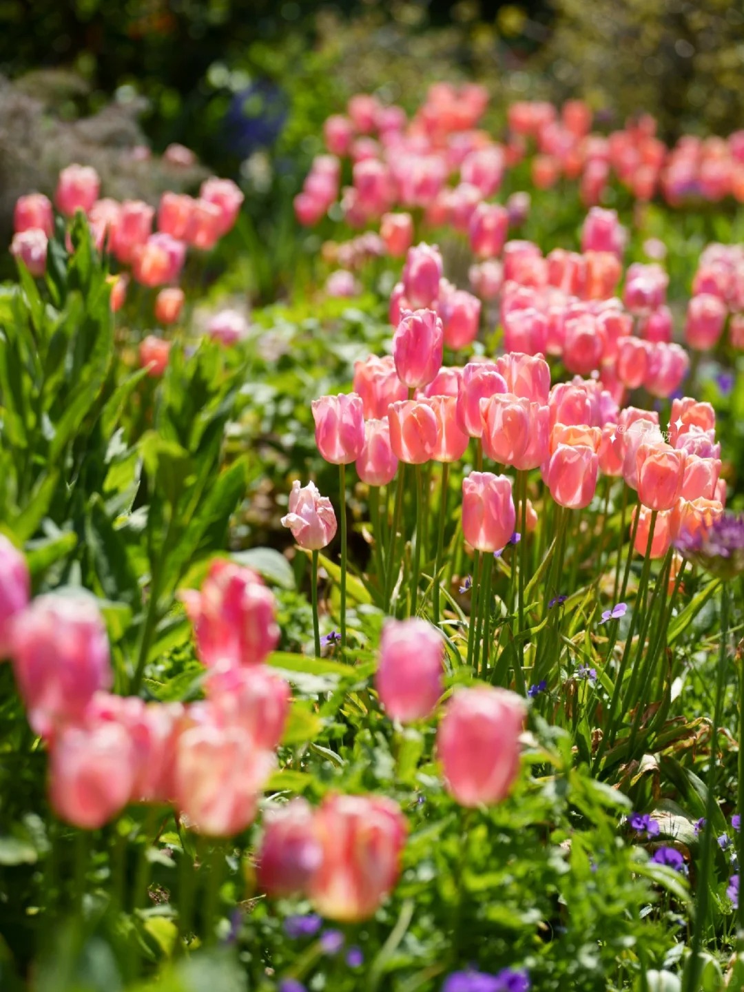 Filoli Gardens: Dreaming of a Southern French Summer Vacation