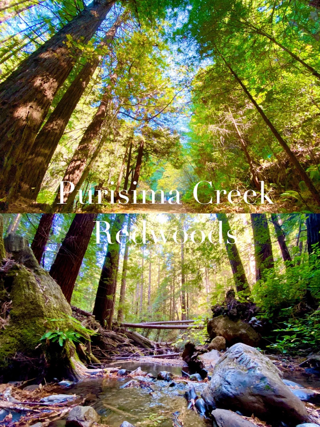 Hiking Trails for Purisma Creek Redwoods!