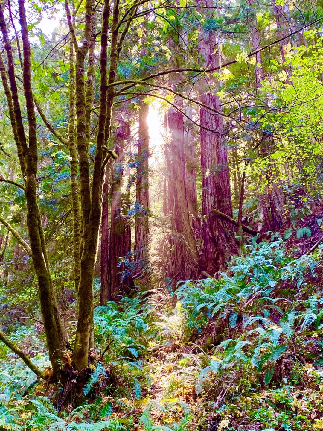 Hiking Trails for Purisma Creek Redwoods!
