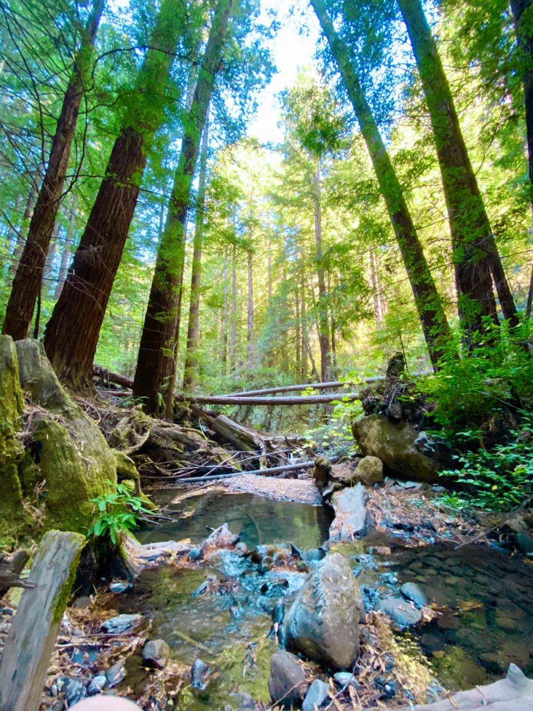 Hiking Trails for Purisma Creek Redwoods!