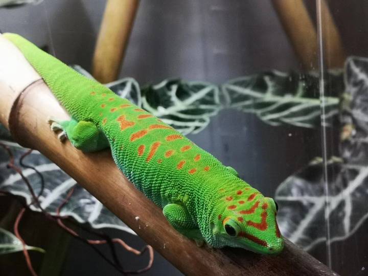 Immerse Yourself in Nature's Wonders at the California Science Museum Tropical Rainforest🌿