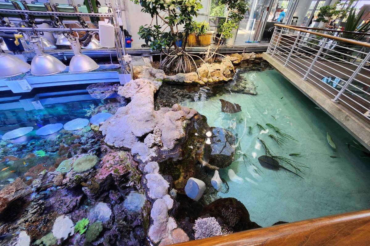 Immerse Yourself in Nature's Wonders at the California Science Museum Tropical Rainforest🌿