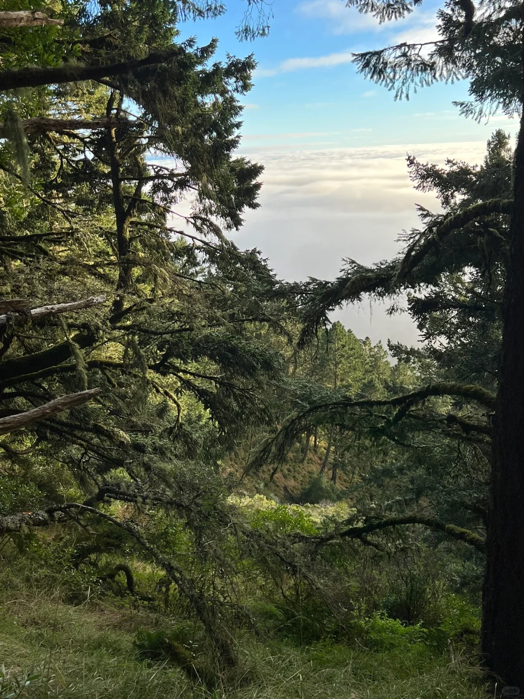 Bay Area Weekend | Hiking Adventure: Muir Woods National Redwood Forest