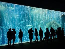 🐠 Dive into the Wonders of Monterey Bay Aquarium! 🌊