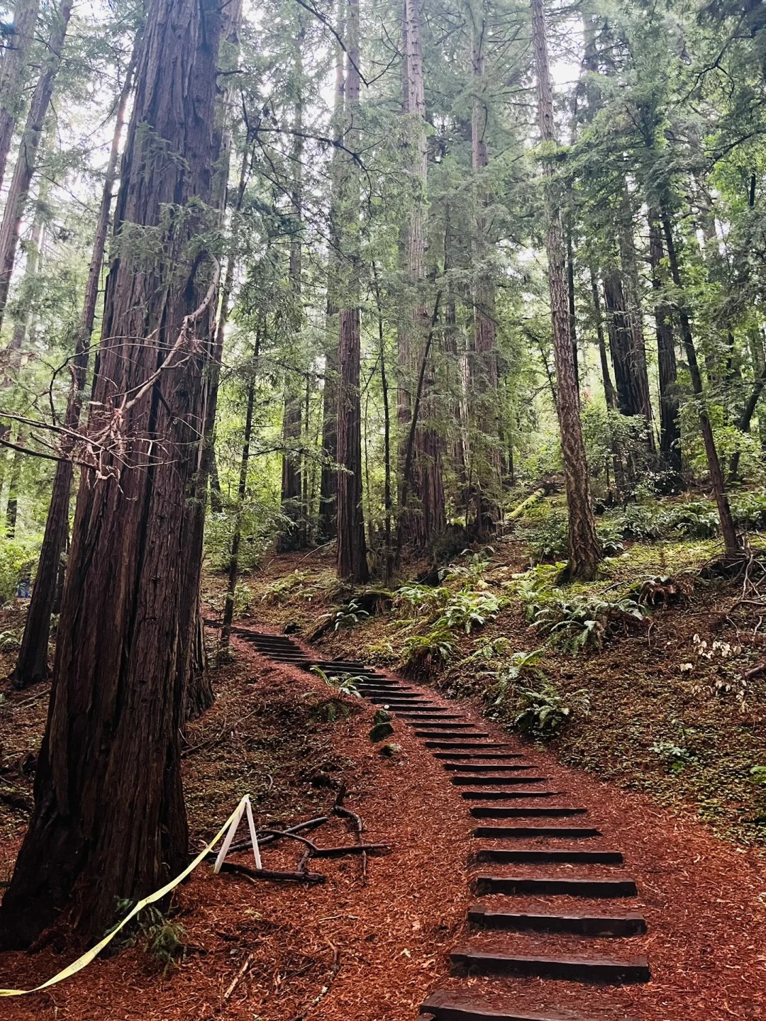 Bay Area Weekend | Hiking Adventure: Muir Woods National Redwood Forest