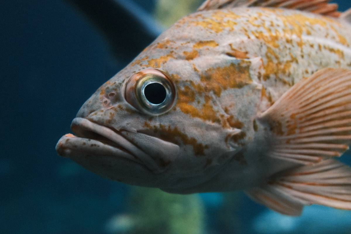 🐠 Dive into the Wonders of Monterey Bay Aquarium! 🌊