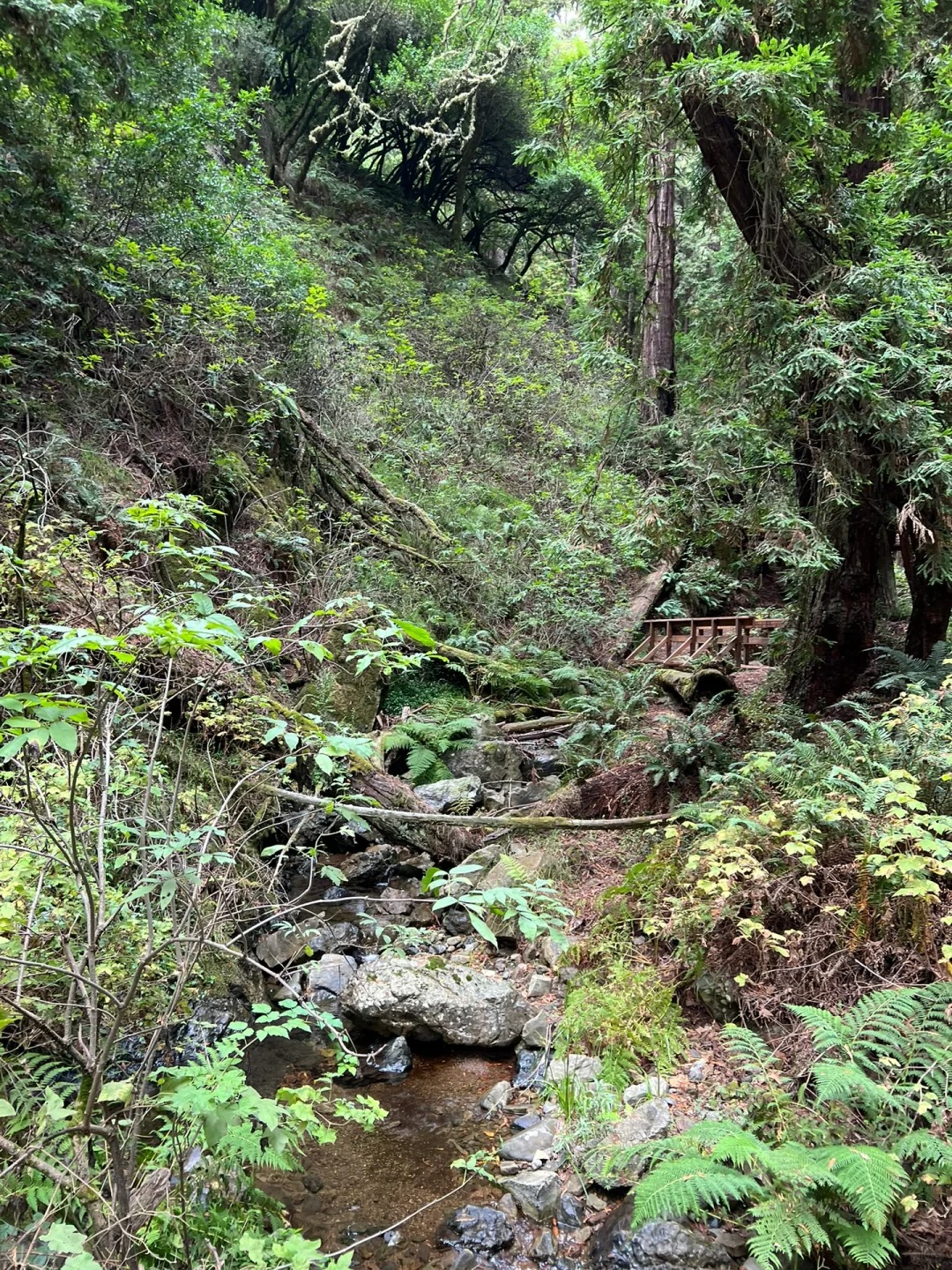 Bay Area Weekend | Hiking Adventure: Muir Woods National Redwood Forest